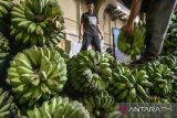 Pengiriman buah pisang ke Kalimantan