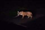 Harimau Sumatra kembali terlihat di Jalan Lintas Barat Krui