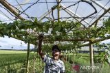 Pembudidaya anggur merawat tanaman anggurnya di Desa Ciganjeng, Kabupaten Pangandaran, Jawa Barat, Selasa (2/4/2024). Kelompok taruna tani mekar bayu memberdayakan masyarakat setempat membudidayakan 19 jenis anggur bernilai ekonomi, menggunakan sistem grafting atau menyambungkan batang muda bertunas anggur lokal dengan batang anggur impor yang dijual seharga Rp125 ribu - Rp500 ribu per pohon. ANTARA FOTO/Adeng Bustomi/agr