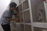 Seorang pekerja memeriksa kucing saat dititipkan di Griya Satwa Petcare, Panji, Situbondo, Jawa Timur, Rabu (3/4/2024). Sejumlah warga menitipkan kucing peliharaannya di tempat tersebut selama ditinggal mudik lebaran dan dikenakan biaya jasa penitipan mulai Rp35.000 per hari. Antara Jatim/Seno/mas.