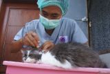 Seorang pekerja membersihkan kucing sebelum dimandikan dan dititipkan di Griya Satwa Petcare, Panji, Situbondo, Jawa Timur, Rabu (3/4/2024). Sejumlah warga menitipkan kucing peliharaannya di tempat tersebut selama ditinggal mudik lebaran dan dikenakan biaya jasa penitipan mulai Rp35.000 per hari. Antara Jatim/Seno/mas.