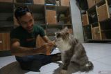 Pemilik Adun Pets Care memberikan makan kucing yang dititip di jasa penitipan hewan Adun Pets Care di Banda Aceh, Aceh, Kamis (4/4/2024). Tempat penitipan hewan peliharaan tersebut mulai penuh pemesanan oleh warga yang akan melakukan mudik libur Lebaran Idul Fitri 1445 H, dengan biaya jasa penitipan mulai Rp20 ribu hingga Rp35 ribu per hari. ANTARA FOTO/Khalis Surry