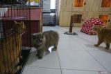 Sejumlah kucing berada di tempat penitipan hewan peliharaan Al Pets Shop, Banda Aceh, Aceh, Kamis (4/4/2024). Tempat penitipan tersebut mulai penuh dipesan warga yang akan menitipkan hewan peliharaannya saat mudik Lebaran dengan biaya Rp20 ribu - Rp35 ribu per hari. ANTARA FOTO/Khalis Surry