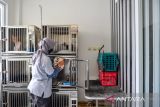Pekerja memindahkan kucing ke kandang lain di tempat penitipan kucing Cat Locus,  Sukahaji, Bandung, Jawa Barat, Kamis (4/4/2024). Pemilik usaha penitipan kucing menyatakan pada H-6 Lebaran 2024 jumlah kamar bagi kucing yang akan dititipkan telah penuh dipesan oleh warga yang akan mudik. ANTARA FOTO/Raisan Al Farisi/agr