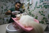 Seorang dokter hewan menyuntik vitamin kepada kucing yang akan dititip di jasa penitipan hewan Adun Pets Care di Banda Aceh, Aceh, Kamis (4/4/2024). Tempat penitipan hewan peliharaan tersebut mulai penuh pemesanan oleh warga yang akan melakukan mudik libur Lebaran Idul Fitri 1445 H, dengan biaya jasa penitipan mulai Rp20 ribu hingga Rp35 ribu per hari. ANTARA FOTO/Khalis Surry