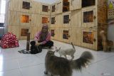 Seorang pekerja merawat dan membersihkan kucing yang dititip di jasa penitipan hewan Al Pets Shop di Banda Aceh, Aceh, Kamis (4/4/2024). Tempat penitipan hewan peliharaan tersebut mulai penuh pemesanan oleh warga yang akan melakukan mudik libur Lebaran Idul Fitri 1445 H, dengan biaya jasa penitipan mulai Rp20 ribu hingga Rp35 ribu per hari. ANTARA FOTO/Khalis Surry