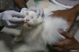 Pekerja membersihkan kucing yang akan dititip di jasa penitipan Adun Pets Care di Banda Aceh, Aceh, Kamis, (4/4/2024). Tempat penitipan hewan peliharaan tersebut mulai penuh pemesanan oleh warga yang akan melakukan mudik libur Lebaran Idul Fitri 1445 H, dengan biaya jasa penitipan mulai Rp20 ribu hingga Rp35 ribu per hari. ANTARA FOTO/Khalis Surry