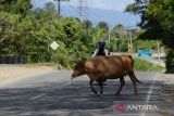 Pemudik sepeda motor berupaya menghindari ternak sapi saat melintas di jalur nasional Banda Aceh-Medan, desa Indra Puri , kabupaten Aceh Besar, Aceh, Kamis (4/4/2024).  Dinas Perhubungan provinsi Aceh memprediksi  selama lebaran Idul Fitri 1445 Hijriyah akan terjadi pergerakan sebanyak 344.795 orang  yang didominasi  moda angkutan darat, sementara hasil survei pemerintah aceh mencatat sekitar 45 persen pemudik pada lebaran 2024 menggunakan kendaraan pribadi mobil dan sepeda motor. ANTARA FOTO/Ampelsa.