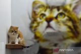 Seekor kucing berada di dalam kandang saat dititipkan di Darussalam Petshop, Medan, Sumatera Utara, Jumat (5/4/2024). Menurut pelaku usaha tersebut pihaknya menerima penitipan hewan mencapai 100 ekor saat memasuki H-5 lebaran 2024 dengan tarif Rp50.000-Rp800.000 per hari yaitu mengalami peningkatan sekitar 80 persen jika dibandingkan pada lebaran 2023. ANTARA FOTO/Fransisvo Carolio