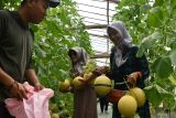 Pengunjung memetik buah melon di areal wisata petik melon kawasan kebun Ngrowo Bening, Kota Madiun, Jawa Timur, Minggu (7/4/2024). Pemkot Madiun bersama kelompok tani membuka kebun wisata melon tersebut untuk memberikan kebebasan kepada pengunjung untuk memilih dan memetik sendiri melon Golden Premium Inthanon Rz dengan harga Rp25.000 per kilogram. Antara Jatim/Siswowidodo/um 
