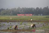 Kelompok tani di Solok terima klaim asuransi gagal panen akibat banjir