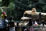 Pengunjung melihat harimau saat libur lebaran di Bandung Zoo, Bandung, Jawa Barat, Kamis (11/4/2024). Sedikitnya 3.000 pengunjung dari sejumlah daerah di Jawa Barat berwisata untuk melihat berbagai jenis satwa sekaligus melakukan tradisi Botram (makan bersama) pada H+1 Idul Fitri 1445 Hijriah. ANTARA FOTO/Novrian Arbi/agr
