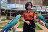 Wisatawan kunjungi arena taman burung saat Lebaran di Palembang