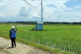 Kementan: Listrik masuk sawah untuk optimalkan pompanisasi