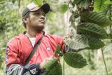 Rumah Hanasta komitmen dukung peningkatan sisi hulu Kopi Lamaole,Solor