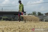 Pekerja menjemur gabah kering di Cisaat, Kabupaten Sukabumi, Jawa Barat, Selasa (16/4/2024). Perum Bulog mencatat pengadaan beras dalam negeri hingga (14/4) dilakukan dengan membeli sebanyak 120 ribu ton gabah kering panen atau sekitar 64 ribu ton beras di tingkat petani. ANTARA FOTO/Henry Purba/agr
