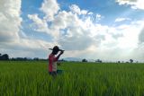 Bulog catat penyerapan padi di Lampung Januari-April capai 13 ribu ton