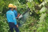 PLN sebut gangguan listrik di Baturaja karena jaringan tertimpa pohon
