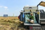 Petani memeriksa padi yang telah di panen di Lahan Ketahanan Pangan milik Kostrad di Sukamandi, Kabupaten Subang, Jawa Barat, Kamis (18/4/2024). Kepala Staf Angkatan Darat (KSAD) Jenderal TNI Maruli Simanjuntak dan Pangkostrad Letjen TNI Saleh Mustafa memanen padi dalam rangka program gerakan nasional ketahanan pangan tahap pertama di 30 hektare lahan yang ditanam pada Januari 2024 dengan total panen yang mencapai 8 ton per hektare. ANTARA FOTO/Raisan Al Farisi/agr