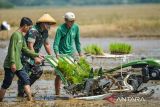 Kepala Staf Angkatan Darat (KSAD) Jenderal TNI Maruli Simanjuntak bersama petani lokal menanam padi dengan mesin di Lahan Ketahanan Pangan milik Kostrad di Sukamandi, Kabupaten Subang, Jawa Barat, Kamis (18/4/2024). TNI AD kembali melakukan penanaman padi jenis impari 32 dalam program ketahanan pangan nasional tahap kedua di lumbung ketahanan pangan Kostrad dengan luas penanaman 150 hektare guna mewujudkan kedaulatan pangan khususnya beras di Indonesia. ANTARA FOTO/Raisan Al Farisi/agr
