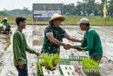 Kepala Staf Angkatan Darat (Kasad) Jenderal TNI Maruli Simanjuntak bersalaman dengan petani lokal usai menanam padi di Lahan Ketahanan Pangan milik Kostrad di Sukamandi, Kabupaten Subang, Jawa Barat, Kamis (18/4/2024). TNI AD kembali melakukan penanaman padi jenis impari 32 dalam program ketahanan pangan nasional tahap kedua di lumbung ketahanan pangan Kostrad dengan luas penanaman 150 hektare guna mewujudkan kedaulatan pangan khususnya beras di Indonesia. ANTARA FOTO/Raisan Al Farisi/agr
