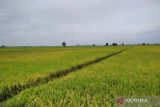 Dinas Pertanian Kudus  targetkan produksi padi 162.977 ton GKG
