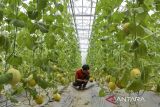 Petani milenial merawat tanaman melon golden dan intanom dengan sistem green house di Kota Tasikmalaya, Jawa Barat, Jumat (19/4/2024). Kementerian Pertanian melalui Badan Penyuluhan dan Pengembangan SDM Pertanian (BPPSDMP) terus mendorong proses regenerasi petani dan mendorong pengembangan usaha pertanian melalui akses permodalan khususnya Kredit Usaha Rakyat (KUR) dalam upaya menumbuhkan dan meningkatkan minat generasi muda untuk berwirausaha di bidang pertanian. ANTARA FOTO/Adeng Bustomi/agr