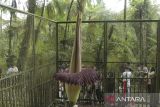 Pengunjung mengamati bunga bangkai (Amorphophallus Titanium Becc) yang mekar sempurna di Kebun Raya Cibodas, Kabupaten Cianjur, Jawa Barat, Sabtu (20/4/2024). Bunga bangkai tersebut mekar sempurna dengan memiliki tinggi 310,5 cm dan berdiameter 161 cm pada Jumat (19/4). ANTARA FOTO/Henry Purba/agr