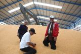 Bulog diminta serap jagung hasil produksi petani Indinesia