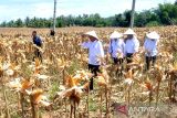 Presiden memanen jagung di Gorontalo