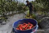 Petani memanen cabai merah jenis tanjung di Sukamanah, Kabupaten Ciamis, Jawa Barat, Senin (22/4/2024). Usai Lebaran harga cabai merah ditingkat petani turun dari Rp75 ribu per kilogram menjadi Rp40 ribu kilogram disebabkan panen raya di berbagai daerah di Priangan Timur, Jabar. ANTARA FOTO/Adeng Bustomi/agr