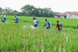 Distan Karawang lakukan gerakan pengendalian hama sundep