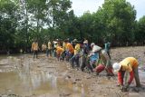 KKP menanam 1.000 batang mangrove di Maros