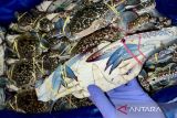 DPRD Seruyan dukung upaya pemkab jaga populasi kepiting