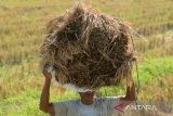 Buruh tani mengangkut gabah saat  panen raya di wilayah kabupaten Aceh Besar, Aceh, Rabu (24/4/2024). Perum Bulog provinsi Aceh  mencatat  capaian serapan gabah kering panen (GKP) untuk ketahanan pangan hingga April 2024 sudah terealisasi sebanyak 1.288 ton dari total target tahun ini sebanyak 1.417 ton. ANTARA FOTO/Ampelsa.