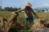 Buruh tani mengangkut gabah saat  panen raya di wilayah kabupaten Aceh Besar, Aceh, Rabu (24/4/2024). Perum Bulog provinsi Aceh  mencatat  capaian serapan gabah kering panen (GKP) untuk ketahanan pangan hingga April 2024 sudah terealisasi sebanyak 1.288 ton dari total target tahun ini sebanyak 1.417 ton. ANTARA FOTO/Ampelsa.