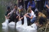 Gunungkidul tebar benih ikan di empat telaga jaga ekosistem