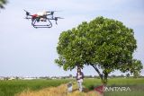 Operator mengoperasikan drone untuk menyemprotkan pestisida di lahan sawah Desa Tegalurung, Balongan, Indramayu, Jawa Barat, Kamis (25/4/2024). Sebagian petani setempat mulai menggunakan drone untuk menyemprot pestisida dengan biaya Rp5 juta per hektare untuk delapan kali penyemprotan selama satu musim tanam yang dibayar saat musim panen. ANTARA FOTO/Dedhez Anggara/agr
