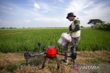 Operator mengoperasikan pesawat drone untuk menyemprotkan pestisida di lahan sawah Desa Tegalurung, Balongan, Indramayu, Jawa Barat, Kamis (25/4/2024). Sebagian petani setempat mulai menggunakan drone untuk menyemprot pestisida dengan biaya Rp5 juta per hektare untuk delapan kali penyemprotan selama satu musim tanam yang dibayar saat musim panen. ANTARA FOTO/Dedhez Anggara/agr
