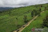 Foto udara peserta menjelajah dengan kendaraan 4x4 saat mengikuti program wisata petualangan land rover di Perkebunan Teh milik PTPN VIII di Ciater, Kabupaten Subang, Jawa Barat, Sabtu (27/4/2024). Program wisata petualangan yang di kelola oleh Land Rover Experience Indonesia tersebut menawarkan program wisata baru yang menjelajahi perkebunan teh, hutan serta pengalaman wisata kuliner di area air terjun. ANTARA FOTO/Raisan Al Farisi/agr
