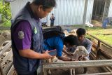 Dompet Dhuafa Jawa Timur vaksinasi hewan kurban