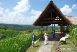Sejumlah wisatawan mancanegara berdiri di dekat bangunan yang disiapkan untuk acara World Water Forum (WWF) di Daya Tarik Wisata (DTW) Jatiluwih, Tabanan, Bali, Minggu (28/4/2024). Menurut pengelola DTW Jatiluwih, dalam menyambut World Water Forum (WWF) ke-10 akan mempersiapkan budaya pertanian tradisional khas Bali dan memperkenalkan subak atau sistem pengairan sawah saat kunjungan kepala negara dan delegasi WWF pada 24 Mei 2024. ANTARA FOTO/Nyoman Hendra Wibowo/wsj.