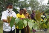 BRIN sebut Kebun Raya Kalsel laik menjadi percontohan di Indonesia