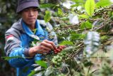 Walhi berdayakan masyarakat kelola lingkungan melalui ekonomi Nusantara