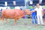 Pemkab Dompu kirim 12 ribu ekor sapi keluar daerah jelang Idul Adha