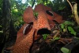 Dua bunga Rafflesia Arnoldi mekar di Taman Konservasi Puspa Langka, Kabupaten Kepahiang, Provinsi Bengkulu, Kamis (29/4/2024). Dalam setahun terakhir Rafflesia Arnoldi berdiameter lebih dari 130 cm itu kembali mekar secara bersama sejak Sabtu (27/4) dan diprediksi mati secara natural pada Rabu (1/5). ANTARA FOTO/Muhammad Izfaldi/nym.
