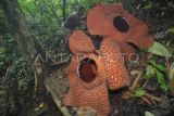 Penjaga habitat puspa langka, Holidin membersihkan tumbuhan liar di sekitar bunga Rafflesia Arnoldi kembar di Taman Konservasi Puspa Langka, Kabupaten Kepahiang, Provinsi Bengkulu, Kamis (29/4/2024). Dalam setahun terakhir Rafflesia Arnoldi berdiameter lebih dari 130 cm itu kembali mekar secara bersama sejak Sabtu (27/4) dan diprediksi mati secara natural pada Rabu (1/5). ANTARA FOTO/Muhammad Izfaldi/nym.