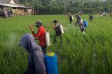 Dinpertan Cilacap optimistis produksi padi tidak terdampak hama  wereng