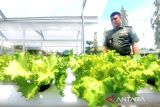 Kodim Sampit manfaatkan lahan kembangkan tanaman hidroponik
