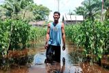 Petani hortikultura di Kotim merugi akibat lahan dilanda banjir